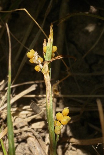 Mature Perigynia