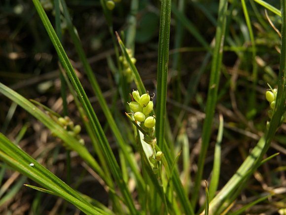 Immature Perigynia