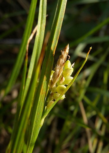 Staminate & Pistillate Spikelets