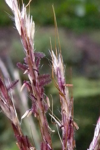 Close-up of Spikelets