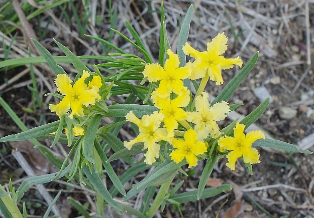Flowering Plant