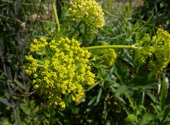 Compound Umbel of Flowers