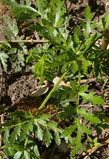 Compound Basal Leaf