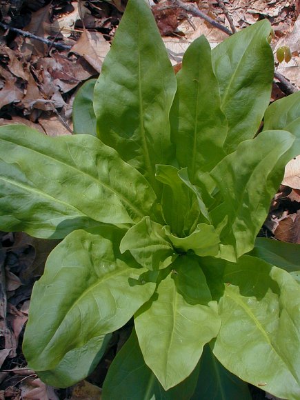 Basal Leaves