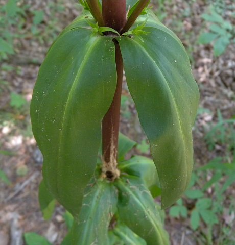 Stem & Whorled Leaves