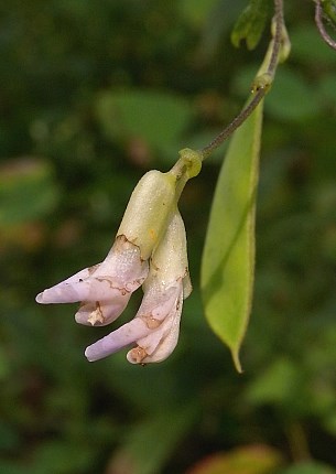Two Flowers & Seedpod