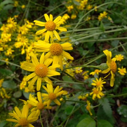 Several Flowerheads
