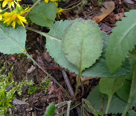 Basal Leaves