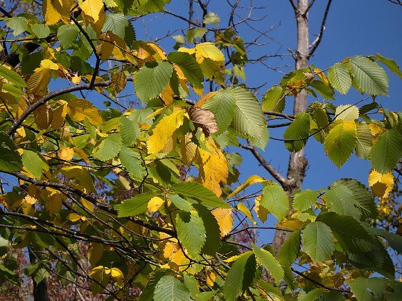 Leafy Branches