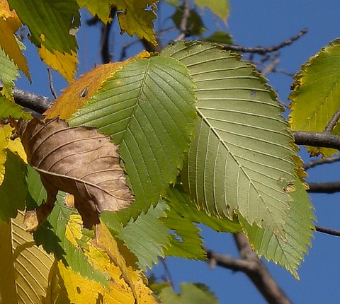 Close-up of Leaves