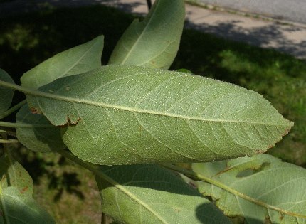 Underside of Leaf Blade