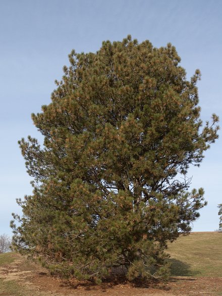 Landscape Tree