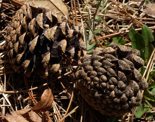 Two Mature Cones