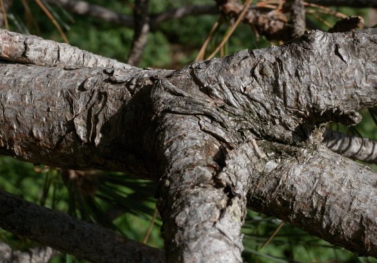 Branch Bark