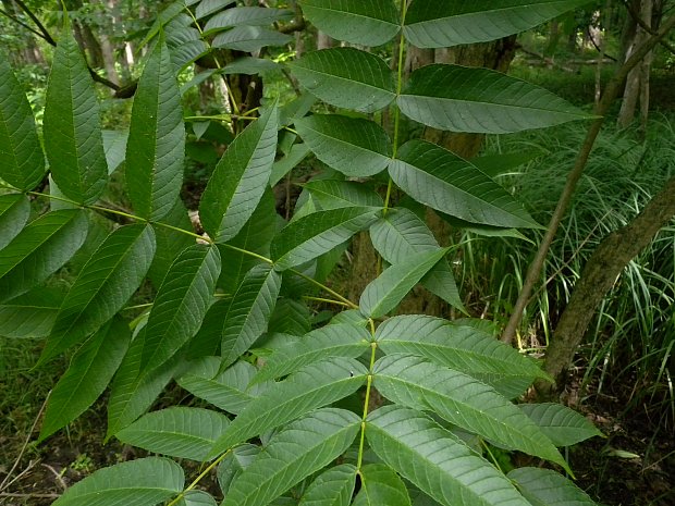 Compound Leaves