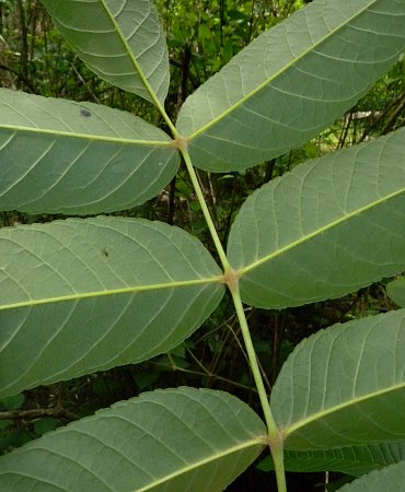 Leaflet & Rachis Undersides
