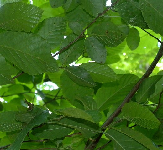 Leafy Branches