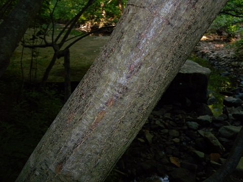 Trunk Bark