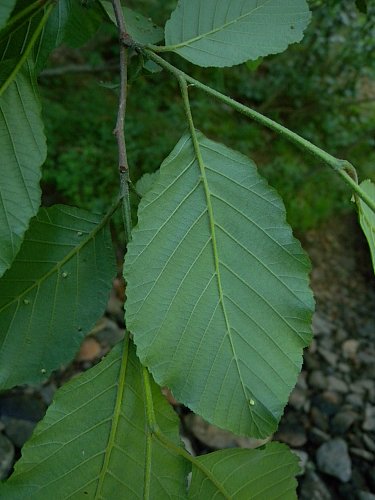 Leaf Undersides