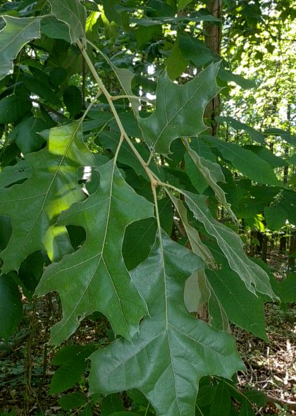 Young Leafy Shoot
