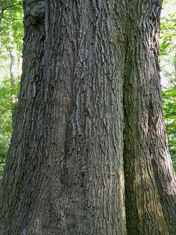 Trunk Bark of Large Tree