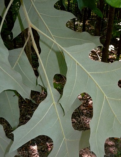 Leaf Undersides