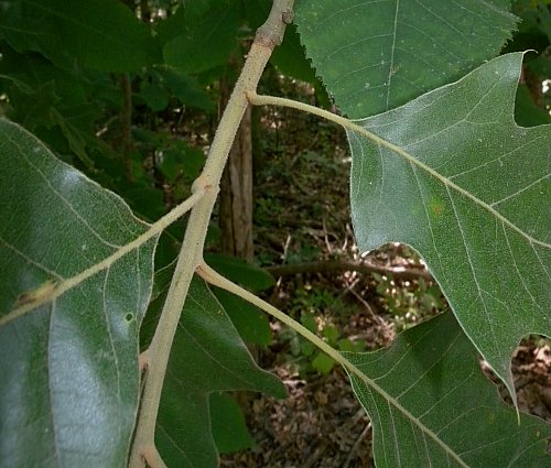 Close-up of Young Shoot & Petioles