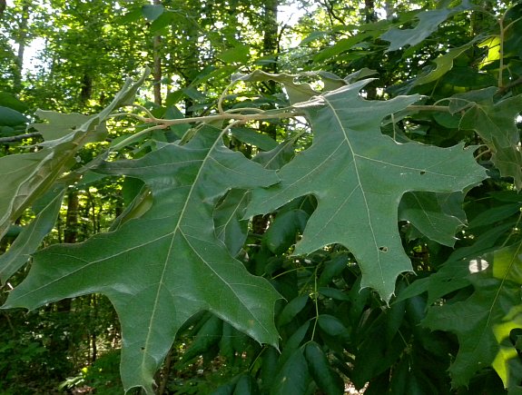 Young Leafy Shoot