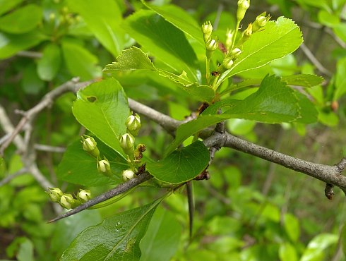 Flowerbuds & Leaves