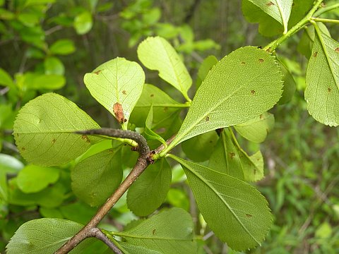 Leaf Undersides