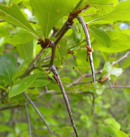 Long Thorns
