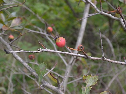 Pomes & Twigs