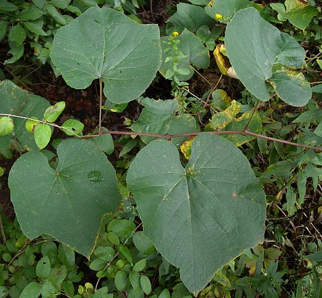Alternate Leaves