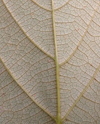 Leaf Underside