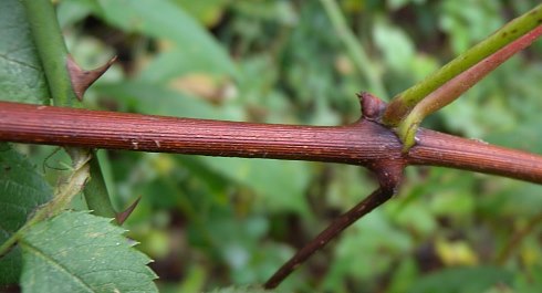 Close-up of Woody Stem