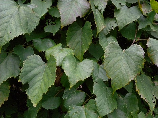Numerous Leaves