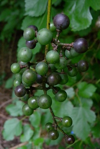 Panicle of Berries