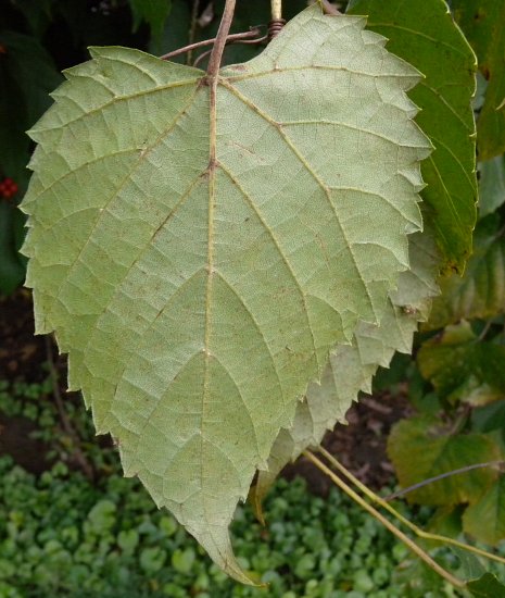 Leaf Underside