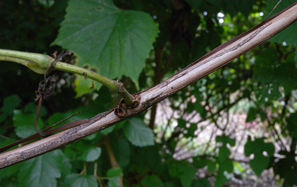 Branchlet with Shredded Bark