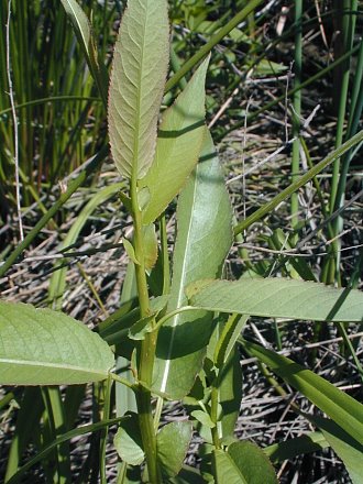 Young Sapling