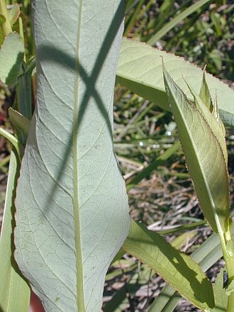Leaf Undersides of Sapling