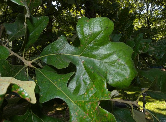 Leaves & Young Shoots
