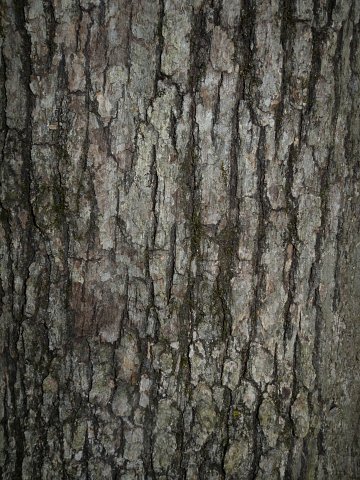 Trunk Bark