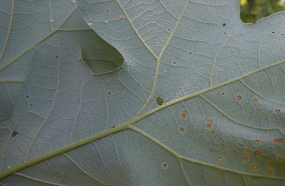 Leaf Underside