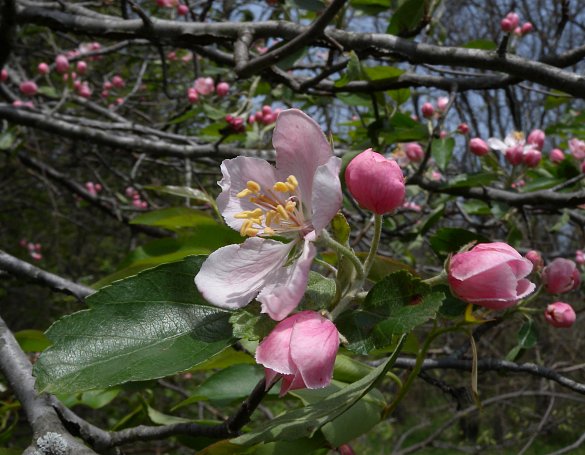 Flowering Tree