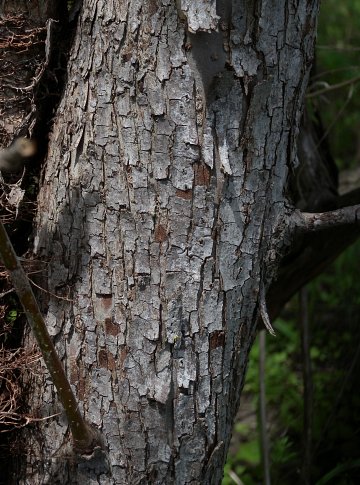 Trunk Bark