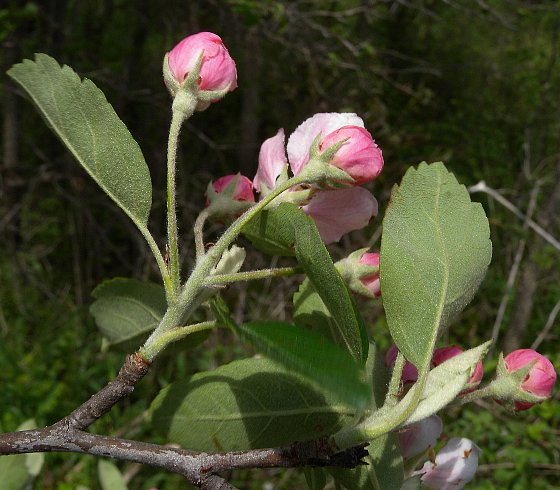 Undersides of Leaves & Flower Buds