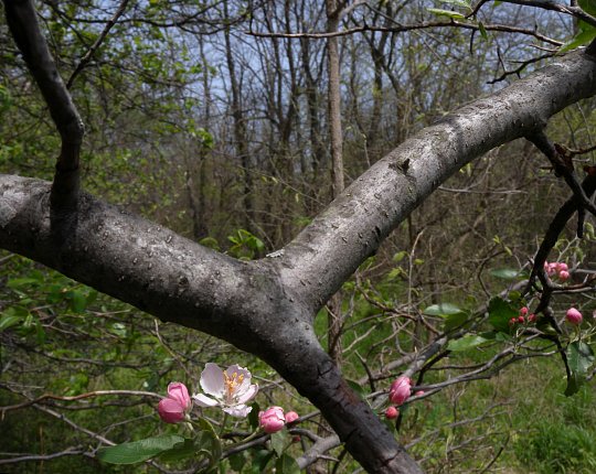 Branch Bark