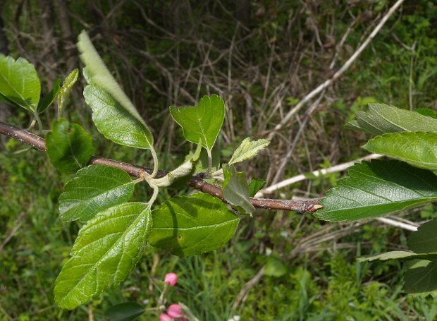 Leaves & Twig