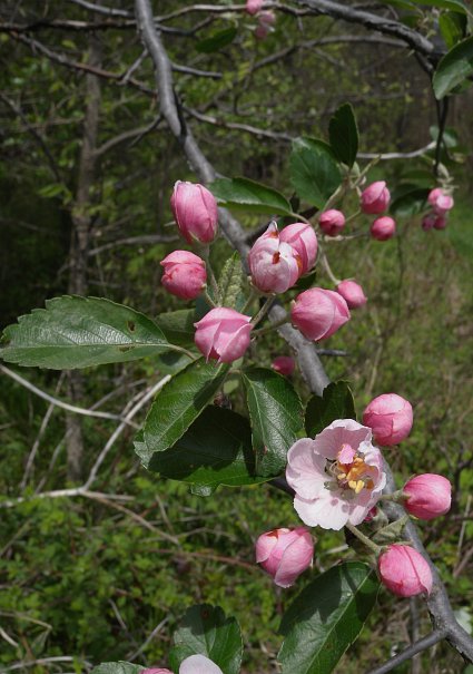 Flowering Branch